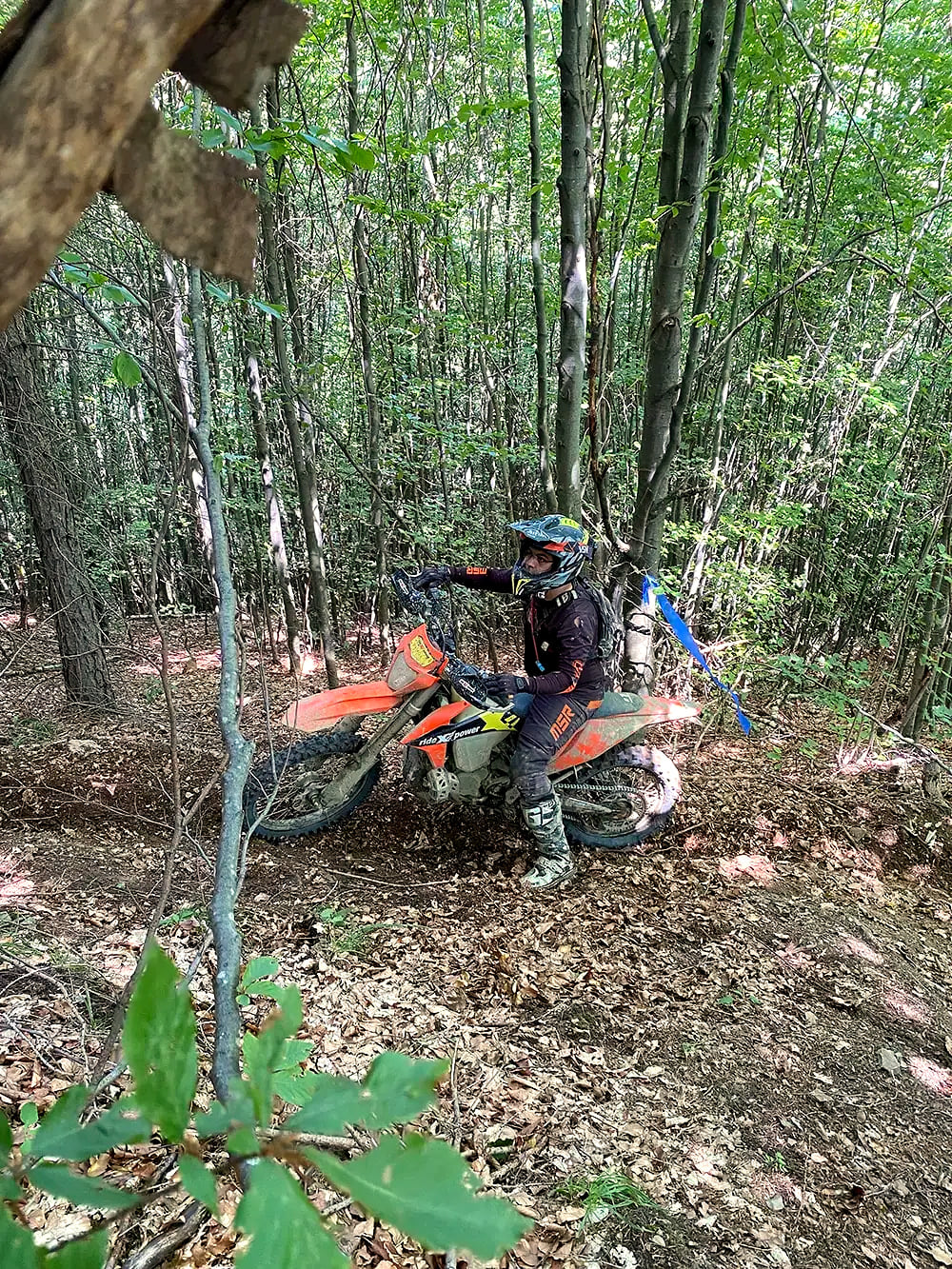 Rider on an orange KTM on a narrow trail through young beech forest